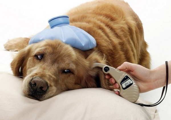 otitusobakkaklechitvospalenieuxaviborush 752C1686 - Отит у собак: симптомы и лечение в домашних условиях