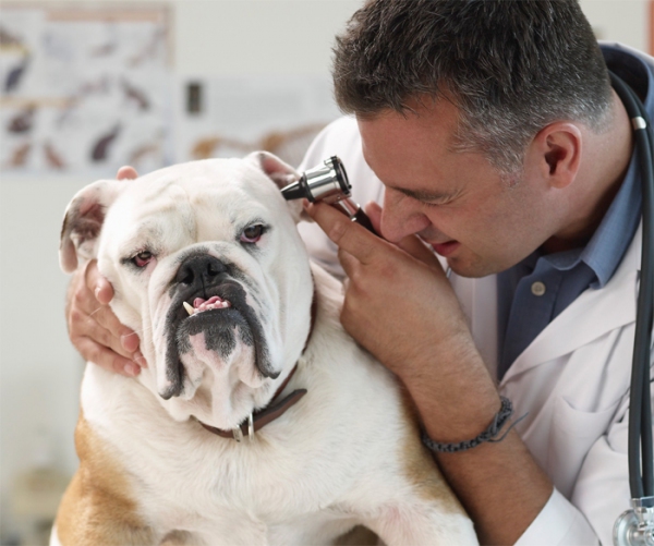 otitusobakkaklechitvospalenieuxaviborush 930C7ADD - Отит у собак: симптомы и лечение в домашних условиях