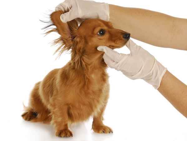 otitusobakkaklechitvospalenieuxaviborush 9B96BC57 - Отит у собак: симптомы и лечение в домашних условиях
