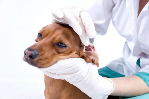 otitusobakkaklechitvospalenieuxaviborush F1756E60 - Отит у собак: симптомы и лечение в домашних условиях