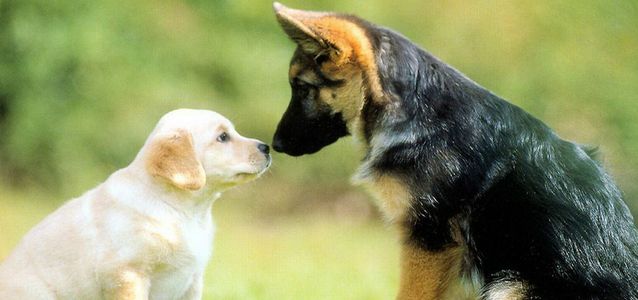 otitusobakpriznakidiagnostikailechenie 4B18633D - Отит у собак — симптомы и лечение в домашних условиях