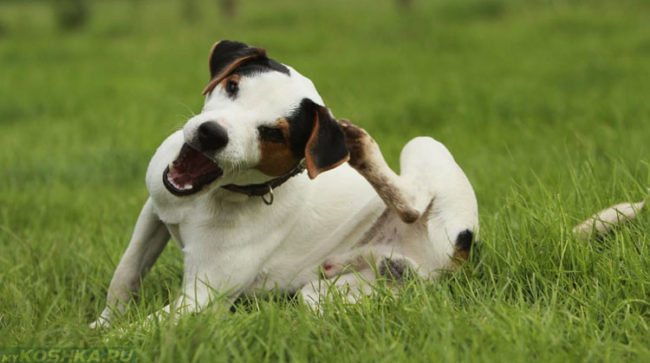 otitusobaksimptomiilecheniefotopriznakig 42586B6A - Отит у собак: симптомы и лечение в домашних условиях