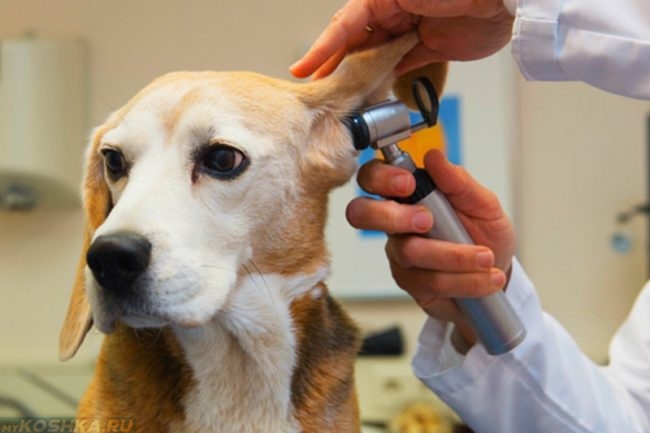 otitusobaksimptomiilecheniefotopriznakig 585A7EA1 - Отит у собак: симптомы и лечение в домашних условиях