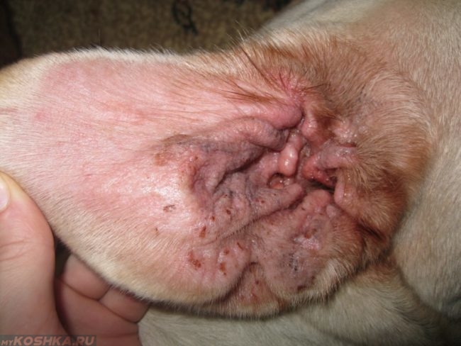 otitusobaksimptomiilecheniefotopriznakig 65A12D67 - Отит у собак: симптомы и лечение в домашних условиях