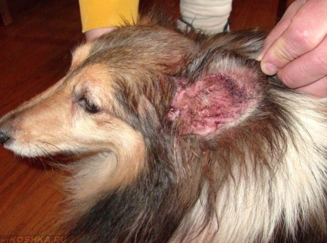 otitusobaksimptomiilecheniefotopriznakig 6636CA8A - Отит у собак — симптомы и лечение в домашних условиях