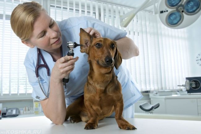otitusobaksimptomiilecheniefotopriznakig CFCE5F54 - Отит у собак — симптомы и лечение в домашних условиях