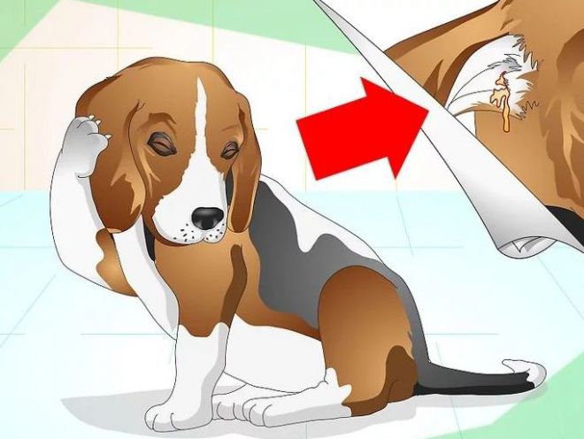 otitusobaksimptomiilechenievdomashnixusl 4139865F - Отит у собак — симптомы и лечение в домашних условиях