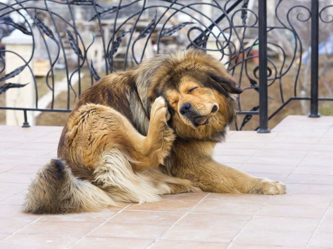 otitusobaksimptomiilechenievdomashnixusl 44230B52 - Отит у собак — симптомы и лечение в домашних условиях