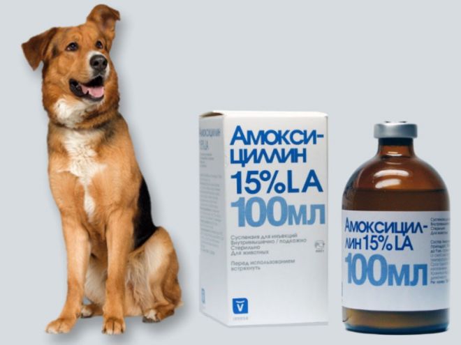 otitusobaksimptomiilechenievdomashnixusl 7882A4AF - Отит у собак: симптомы и лечение в домашних условиях