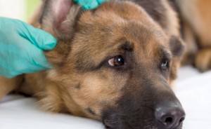 otitusobaksimptomiilechenievdomashnixusl D0CBE351 - Отит у собак: симптомы и лечение в домашних условиях