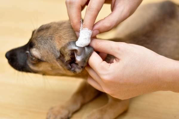 otitusobaksimptomiilechenievdomashnixusl F744F46C - Отит у собак: симптомы и лечение в домашних условиях