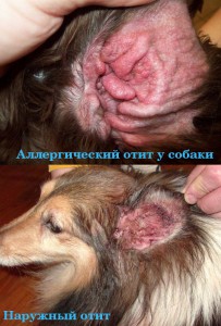 otitusobaksimptomiilechenievdomashnixusl FF09EFD9 - Отит у собак: симптомы и лечение в домашних условиях