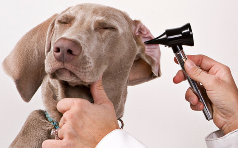 otitusobaksimptomilecheniepreparatiprich B0EC8D81 - Отит у собак: симптомы и лечение в домашних условиях
