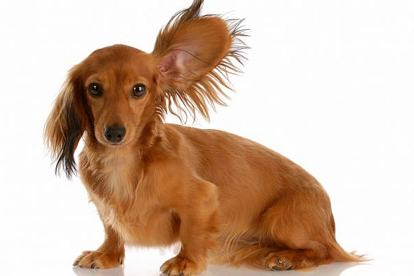 otitusobakvidiisimptomi 666D7ABB - Отит у собак: симптомы и лечение в домашних условиях