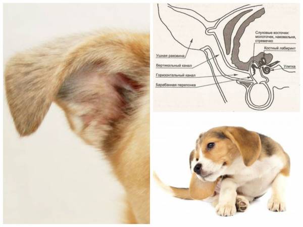 otitusobakvidiisimptomi EE2DEA3B - Отит у собак: симптомы и лечение в домашних условиях