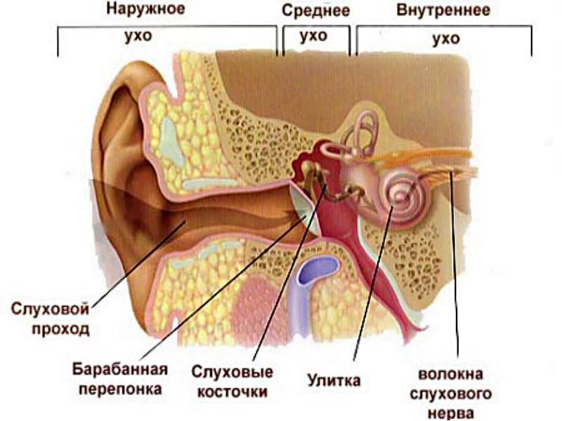 otitvidisimptomilechenie DBA1D6A4 - Из-за чего появляется звон в ушах в тишине?