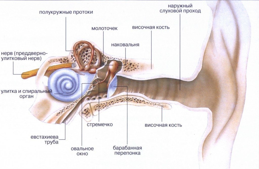 otitvnutrenniyfoto 4CEC0930 - Отит среднего уха: симптомы и лечение, фото