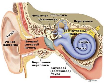 pochemumozhetidtikrovizuxa 6E790BB7 - Кровь из уха — причины и лечение кровотечений ушей