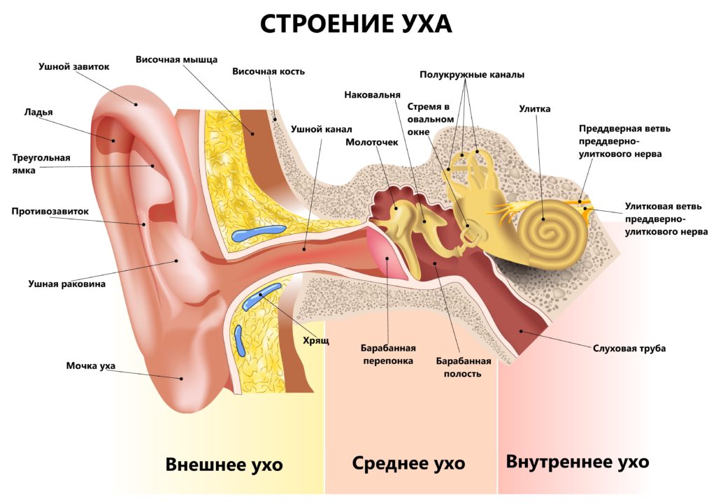 stroenie uha 1024x720 1 - Боль в ушах: почему возникает и как лечить
