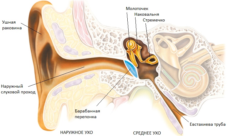 tugouxostkodpomkb10neyrosensornayaisenso 10269DD7 - МКБ 10 — Кондуктивная и нейросенсорная потеря слуха (H90)