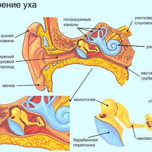 vidiiklassifikatsiyaotita 813DCFCD - Гриппферон для грудничков: особенности применения капель в нос с хранением и дозировкой препарата, отзывы