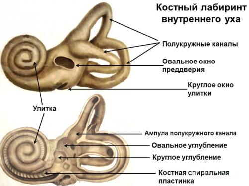 vnutrenniyotitsimptomivospaleniyavnutren B0A90600 - Внутренний отит уха: симптомы, лечение