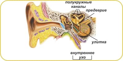 vospalenievnutrennegouxa D536B955 - Воспаление внутреннего уха: основные причины и симптомы воспалительного процесса, диагностика и методы лечения