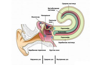 vospalenievnutrennegouxalabirintitvnutre AA4440EC - Воспаление внутреннего уха: основные причины и симптомы воспалительного процесса, диагностика и методы лечения