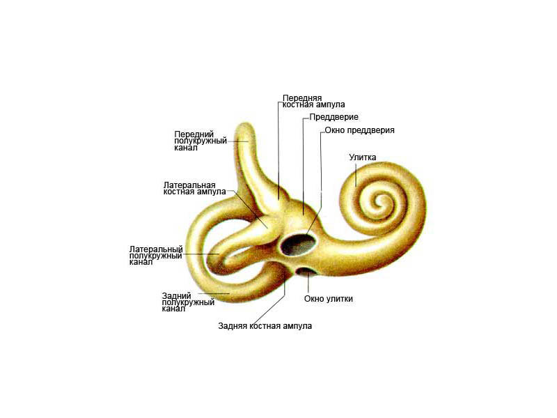 vospalenievnutrennegouxaprichinivoznikno 53CE21B1 - Воспаление внутреннего уха: основные причины и симптомы воспалительного процесса, диагностика и методы лечения