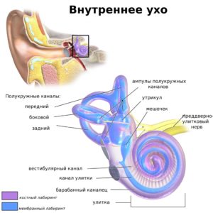 vospalenievnutrennegouxasimptomiilecheni 84EDA9E9 - Воспаление внутреннего уха: основные причины и симптомы воспалительного процесса, диагностика и методы лечения