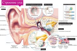 vosstanovleniesluxaposleotita 5737B655 - Как восстановить слух после отита: официальная медицина, упражнения для слуха, массаж