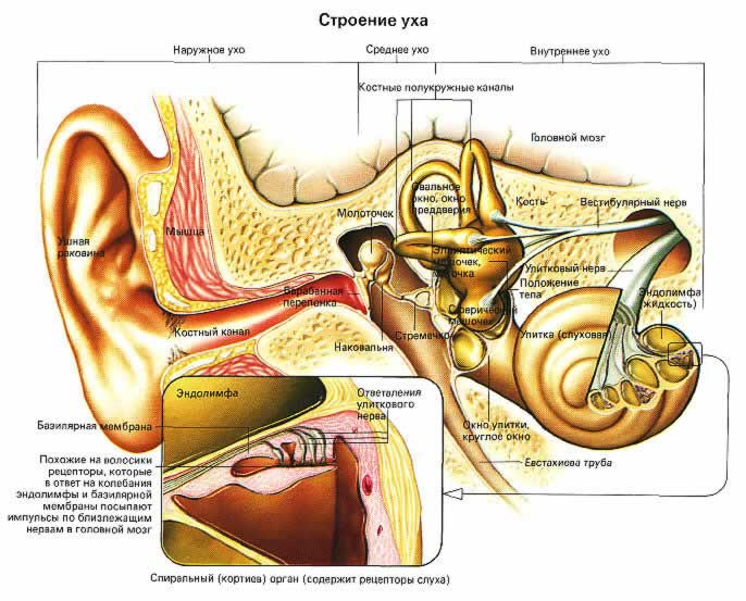 xronicheskiyotitsimptomipriznakividilech D68EAADF - Хронический отит уха – симптомы и лечение у взрослых и детей