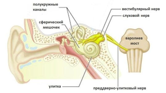 zabolevaniyavnutrennegouxaprichiniisimpt 74E7C07E - Воспаление внутреннего уха: основные причины и симптомы воспалительного процесса, диагностика и методы лечения